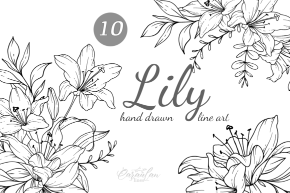 Download Lilies LINE DRAWING, Floral Line Art - Lilies Collection
