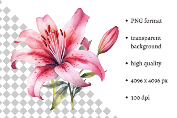 Download Watercolor Pink Tiger Lilies Clipart - Lilies Collection
